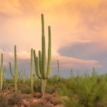 Правовое регулирование онлайн-слотов Wild West Gold Megaways