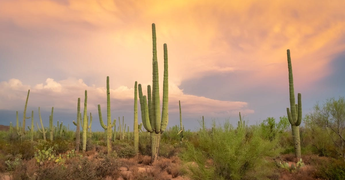 Правовое регулирование онлайн-слотов Wild West Gold Megaways