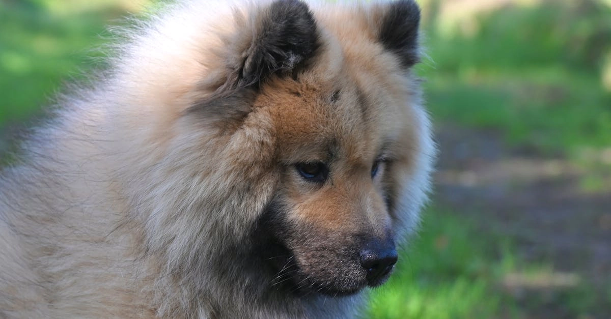 Правовое регулирование программ лояльности казино без депозита